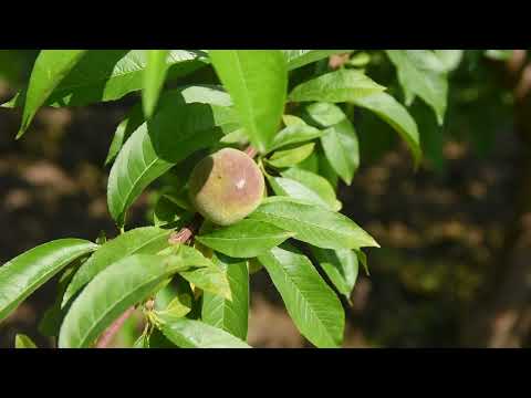 BEZ SIGURNOG KUPCA DŽABA JE SVE! Novi Slankamen