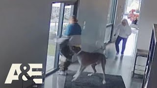Great Dane Fights Off Intruder During Home Robbery | An Animal Saved My Life | A&amp;E