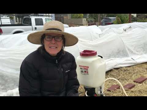 178.  Spraying Horticultural Oil for Aphids in Early Season.