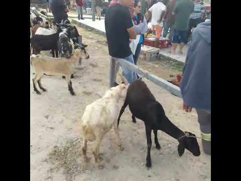 Feira de  Barra de Santa Rosa  PB 