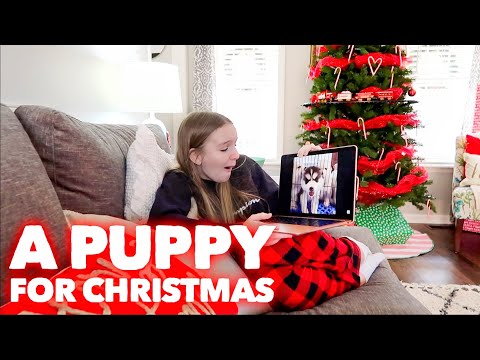 A PUPPY FOR CHRISTMAS??? | VLOGMAS DAY 2 | Family 5 Vlogs