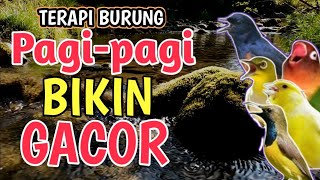 Download lagu BIKIN PAGI-PAGI GACOR‼️ Terapi Semua Jenis Burung - Terapi Macet Bunyi / Stress mp3