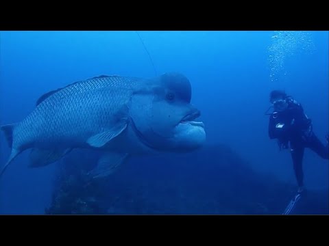 Facts: The Asian Sheepshead Wrasse (Kobudai)