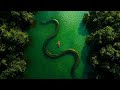 Ye Saanp Is Jungal Se Kisi Ko Bhi Zinda Bahar Nhi Jaane Deta Snake Cave Movie Explained In Hindi