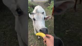 Download lagu ✨ Pure Love with Sahiwal Cow | Desi Cow Feeding Video #gay #cow #shorts #ytshorts mp3 Download lagu ✨ Pure Love with Sahiwal Cow | Desi Cow Feeding Video #gay #cow #shorts #ytshorts mp3