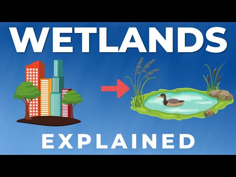Wetlands EXPLAINED IN 5 MINUTES
