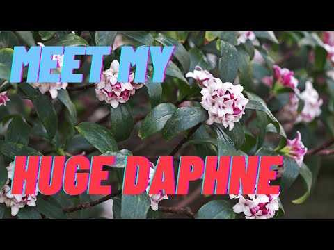 Meet My HUGE 7 Year Old Daphne Plant: Daphne "Eternal Fragrance"