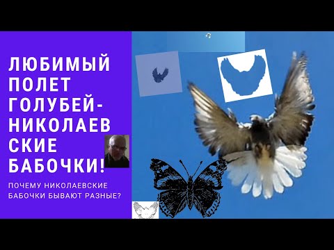 Любимый полет голубей Николаевские бабочки! Почему николаевские бабочки бывают разные?