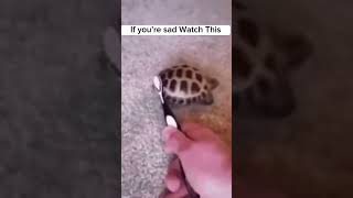 If youre sad watch this ❤️❤️❤️❤️❤️❤️ #shorts  #turtle