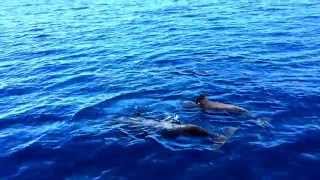 preview picture of video 'Whale watching La Gomera Excursiones-Tina'