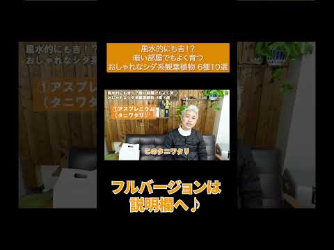 暗闇でも生きられる植物は何ですか?家の暗い空間を照らす6種  庭園