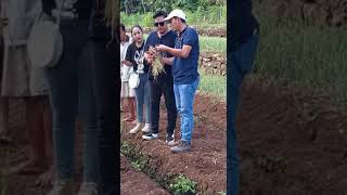 Di Gunungkidul Jogjakarta Moh solikin terus berupaya bersama Petani Mencari Solusi menanggulangi hama ulat grayak 