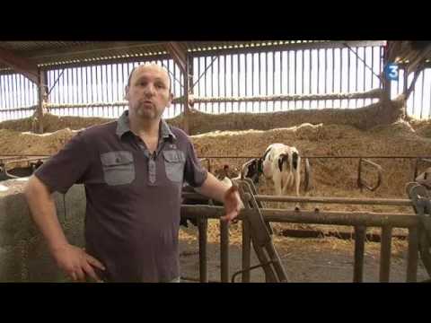 Gestel - France 3 19/20h - Location de vaches laitières -  27.06.2016