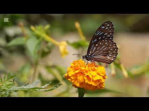 Faithless ft. Zoe Johnston - Crazy English Summer (Federico Monachesi Bootleg)