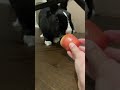 Feeding a bunny an apple
