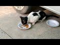 Street Cat Tux Is Shy To Ask Food But He S So Hungry