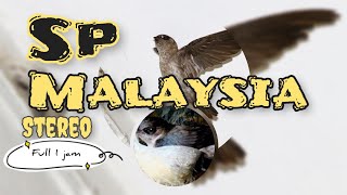 Download lagu SP MALAYSIAđź–• Suara Pangil walet stereo Pangil walet 2022 mp3 Download lagu SP MALAYSIAđź–• Suara Pangil walet stereo Pangil walet 2022 mp3