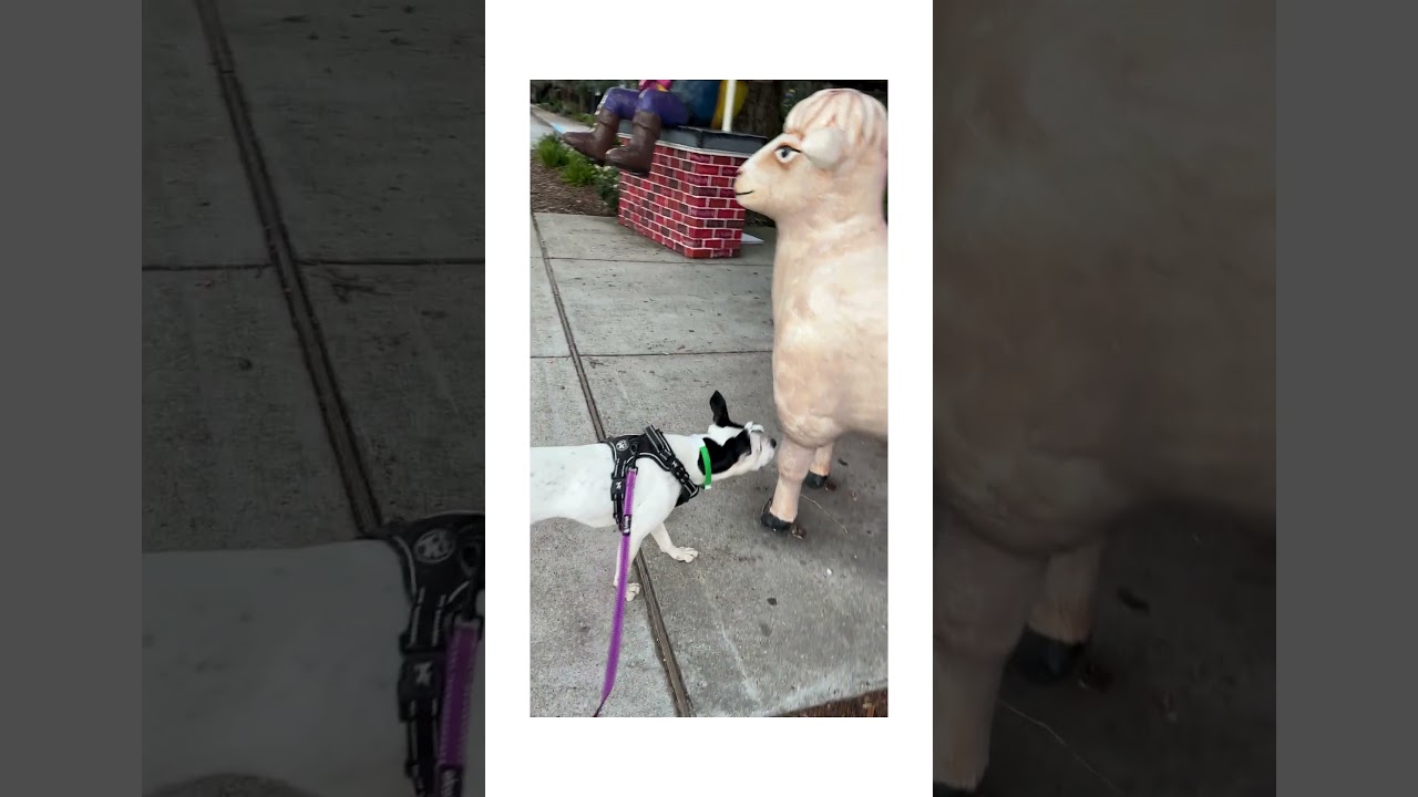 Enlarge Ellie lap doggie, a Adoptable mixed breed in Metairie, LA video 6/6