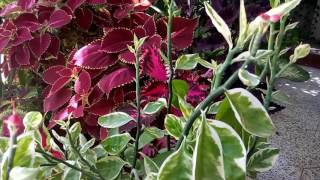 347-How to grow n care Pedilanthus /Slipper Flower /Redbird Flower/Devil's Backbone (Hindi/Urdu)27/3