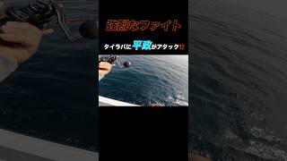 初心者が船釣りでお手軽釣りしてたらドデカヒラマサに襲われた…。 #釣り #fishing#ヒラマサ #タイラバ