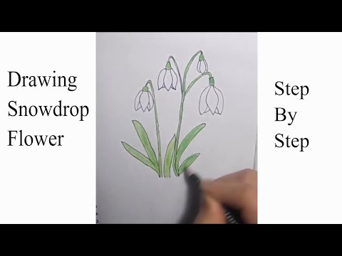 How to Draw a Snowdrop Flower Step by Step – I&#039;m Youtuber – Follow my ...