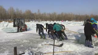 preview picture of video 'Harbin Journey : Day Four Ice mining / Tiger reserves'