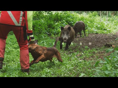Nachsuche #2 – Vorprüfung im Verein Hirschmann mit Henning Dictus – Die ersten 5 Minuten – Jagd