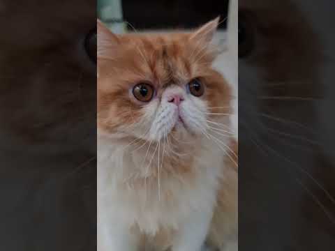 The Reason Why Persian Cats are So Cute.....ITS THE NOSE