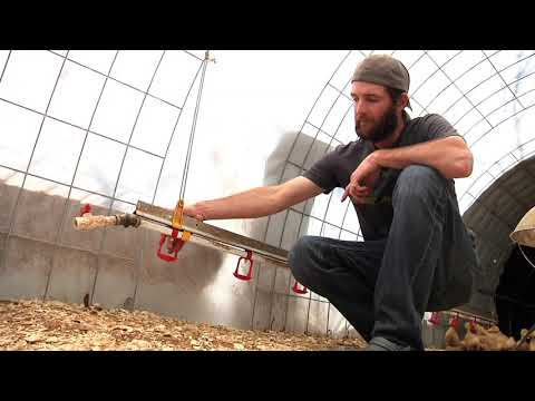 Field Trip: Brooder House Watering Systems