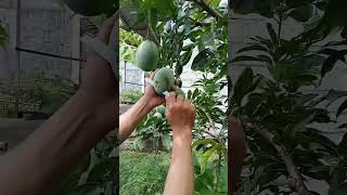 Download lagu mangga manalagi | mangga harum manis mp3