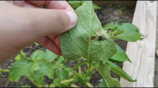 Get rid of potato beetles with this recipe! 🪲🤮😡