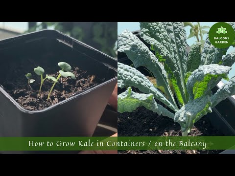 How to Grow Kale in Containers / on the Balcony | From Seed to Harvest