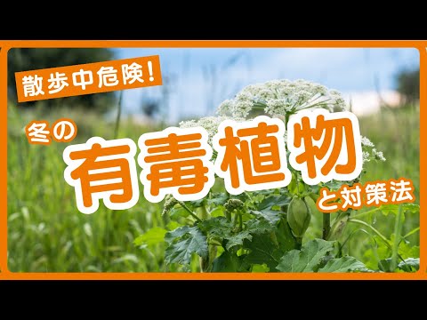 庭の有毒植物 悪い考え テーブルブーケを飾る 水仙