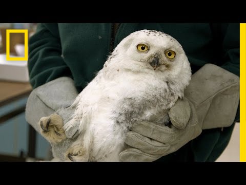 Injured D.C. Snowy Owl Gets "New" Wing | National Geographic thumbnail