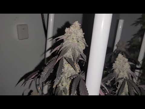 Day 63 of flower, close to chop chop time😉