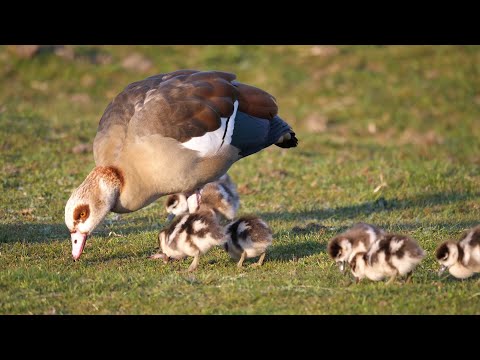 Cygnets, Goslings, Ducklings and Chicks