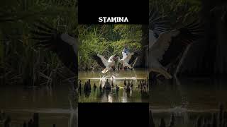 White Stork vs Wood Stork! Who Will Win?