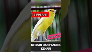 Download lagu MASTERAN DAN PANCINGAN WIT WIT ZIPPER KENARI MASTERAN PLECI mp3