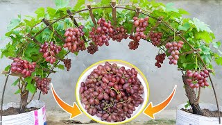 The method of growing grapes at home is easy and the fruit is harvested all year round
