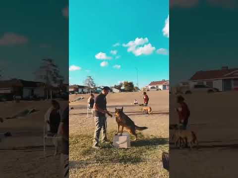 Get you a dog that can do BOTH 🙏😍  #germanshepherd #guardiandog #protectiondog #dogproblems #puppy