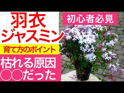 園芸 アフリカンスタージャスミン、ワイルドスタージャスミン