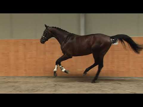 29. Mecklenburger Körtage - Kat.Nr. 41 Hengst v. Calisto