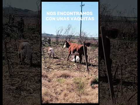 Mini paseo por Nueva Helvecia, rinconcito de Uruguay en el departamento de Colonia!