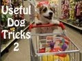 Useful Dog Tricks 2 performed by Jesse the Jack ...