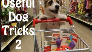 Useful Dog Tricks 2 performed by Jesse the Jack Russell Terrier