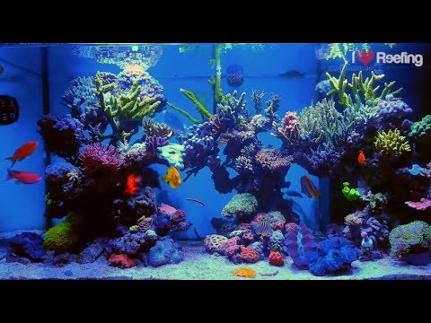 2 years Schwings Reef Tank 500l (130gal) / powered by Ecotech Radion xr30w Pro, Vortech mp40W & NYOS