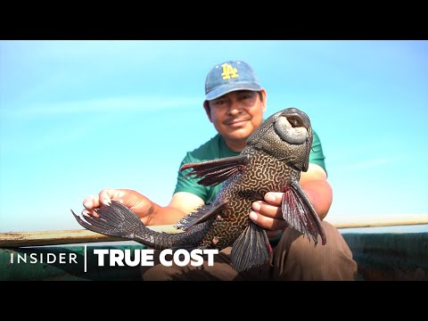 How 'Devil Fish' Invaded North America. Could Pet Treats Be The Solution? | True Cost