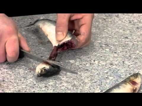 How to prepare Sardines (Pilchards) | 109
