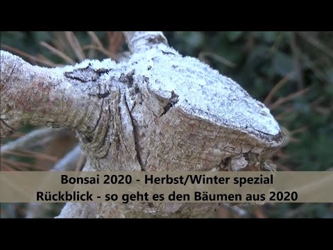 Bonsai 2020-51 - Herbst/Winter spezial - Rückblick - so geht es den Bäumen aus 2020