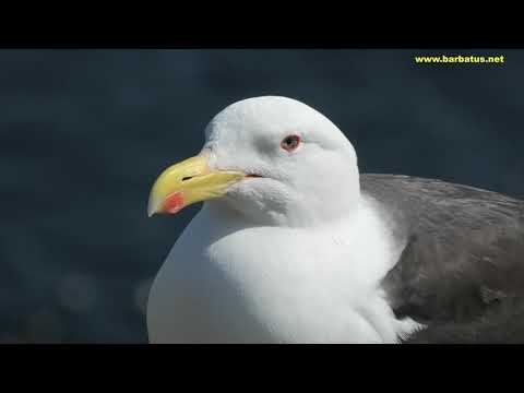 GAVIÓN ATLÁNTICO | GREAT BLACK-BACKED GUL